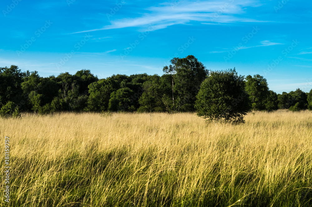 deutschland - niedersachsen - ewige meer. naturschutzgebiet in ostfriesland. moorlandschaft ewige meer.