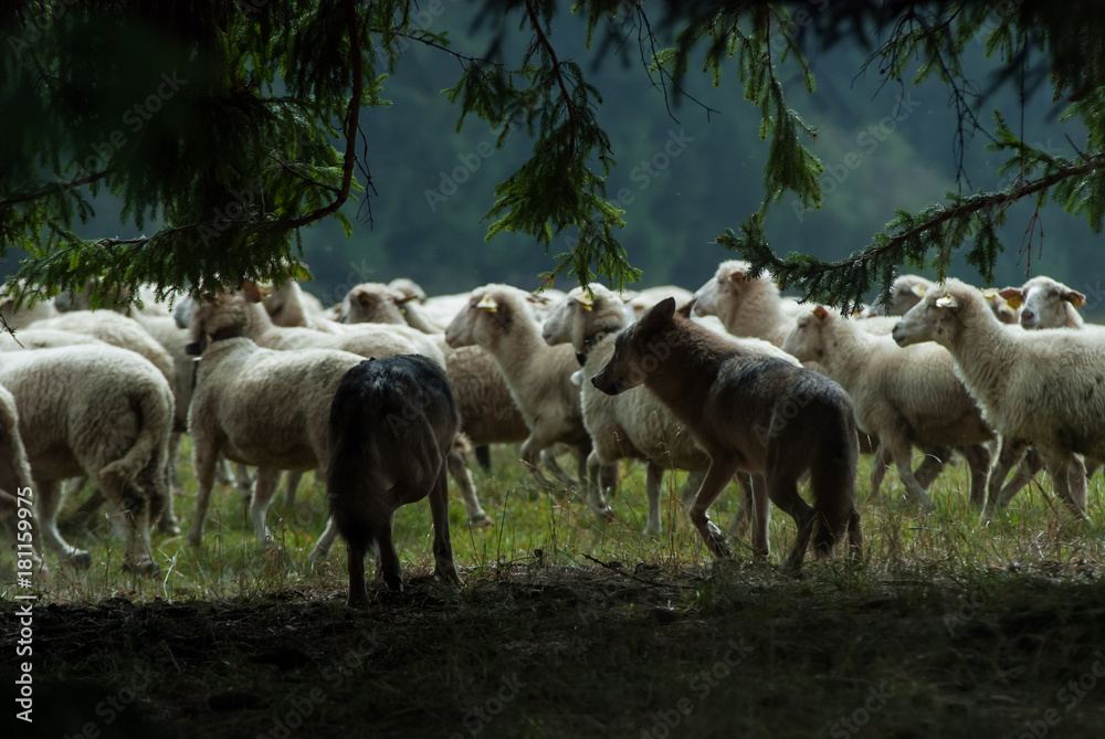 Wolf pack hunting sheep
