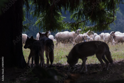 Wolf pack hunting sheep