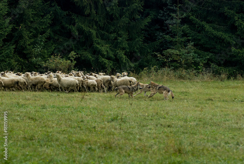 Wolf pack hunting sheep