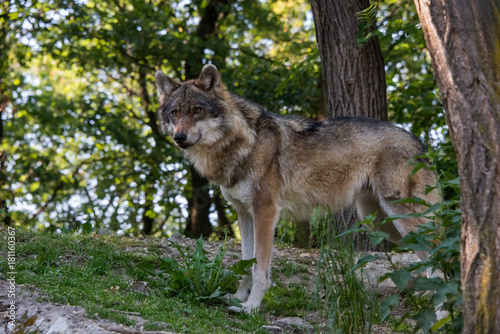 Obraz na płótnie Grey Wolf w salonie