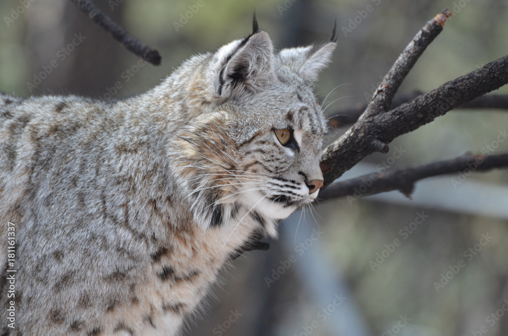 Fototapeta premium Amazing Lynx in the Wild