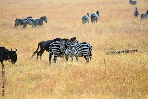 Zebras and wildebeest  in masai mara  Kenya