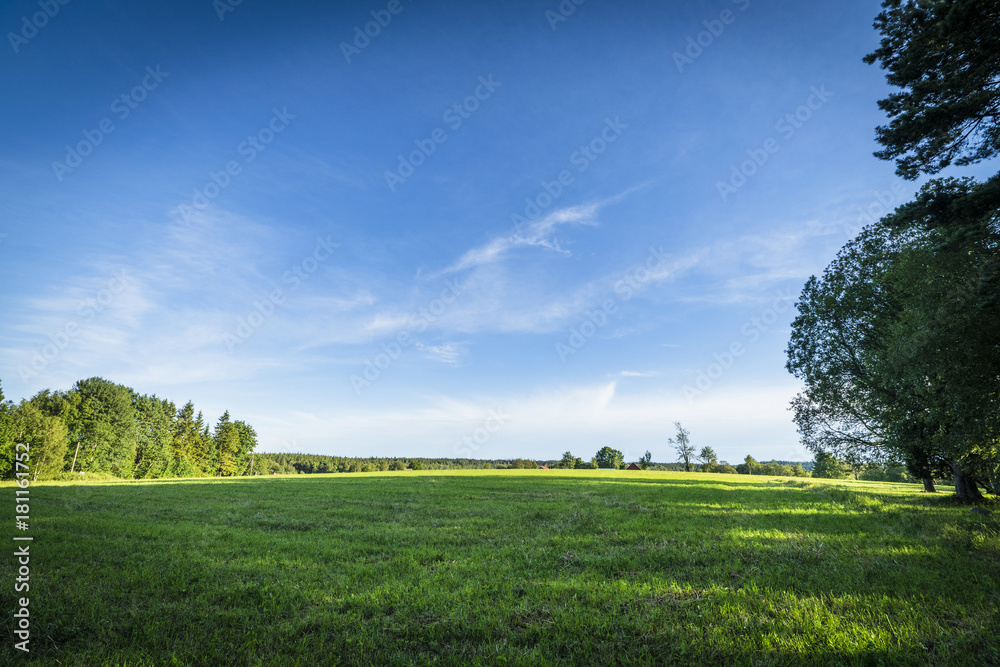 Obraz premium Green fields and blue sky in the summer