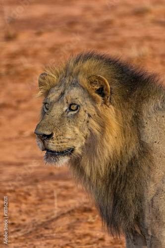 Fototapeta Naklejka Na Ścianę i Meble -  Lion Portrait in the Wilderness
