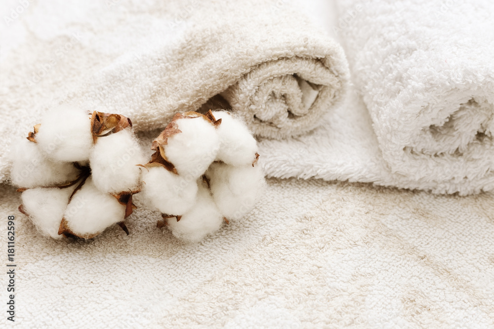 Spa background. Two fluffy flower of cotton plant on the background of rolled up terry towels. Spa concept. Spa background. Two fluffy flower of cotton plant on the background of rolled up terry towels. Spa concept.