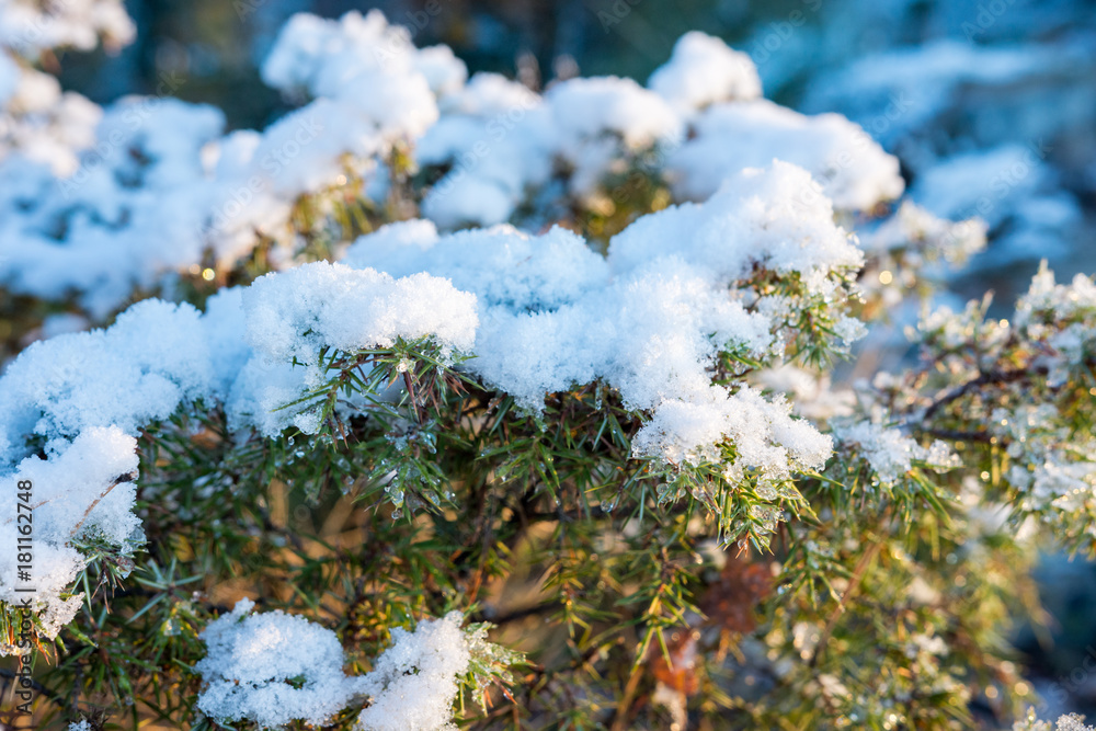 Coniferous bush covered with snow Coniferous bush covered with snow