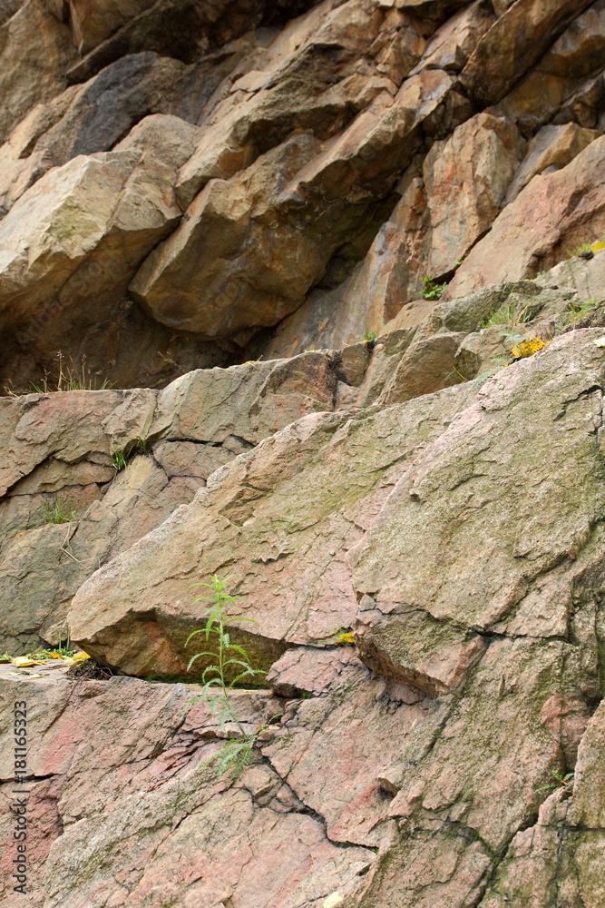 Granite background, plants in stone, abstract stone texture, environmental problems, tectonic plate fracture, earthquake consequences, cracks in granite rocks, granite pattern Granite background, plants in stone, abstract stone texture, environmental problems, tectonic plate fracture, earthquake consequences, cracks in granite rocks, granite pattern