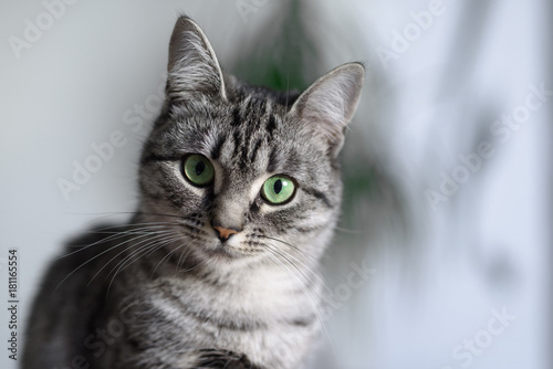 Beautiful American Shorthair cat with green eyes.