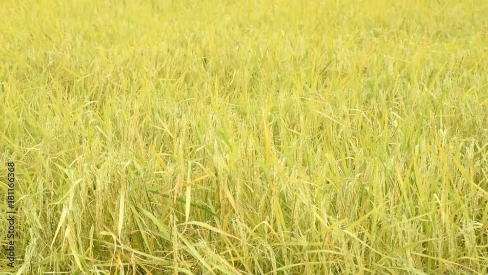 Golden rice field ready for harvest in Thailand Golden rice field ready for harvest in Thailand