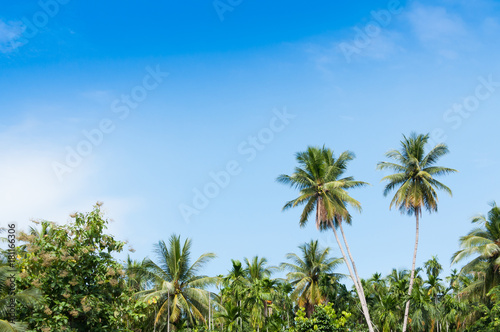 Beautiful two coconut palms trees in the Tropical forest with blue sky at Island in Thailand © rawintanpin
