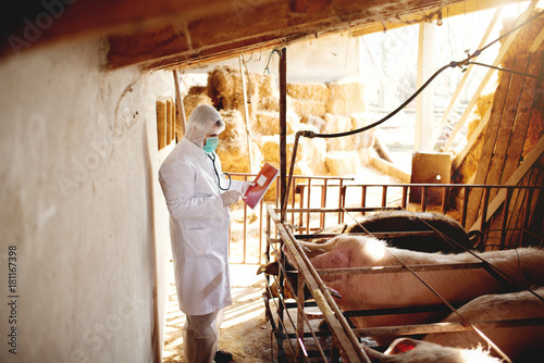 Pig vet checking pigs for diseases. Veterinarian at pig farm.