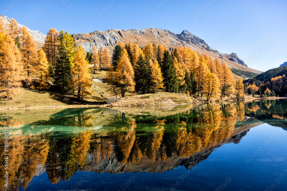 Naklejka premium Stunning view of the Palpuogna lake near Albula pass with golden trees in autumn, Canton of Grisons, Switzerland