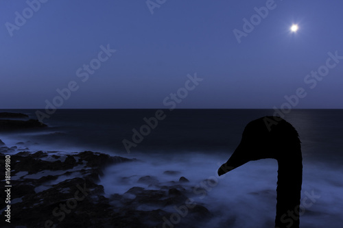 Fototapeta Naklejka Na Ścianę i Meble -  Silhouette of a swan with moon over the ocean - Los Cocoteros, Lanzarote, Canary Islands, Spain