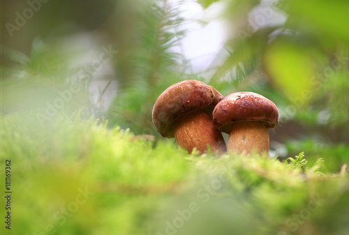 In the cold forest.Two small mushroom clung to each other in the cold autumn forest.