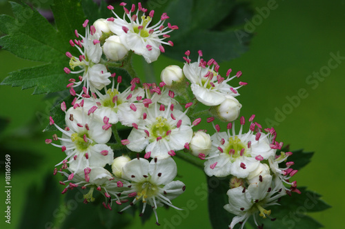 Crataegus monogyna photo