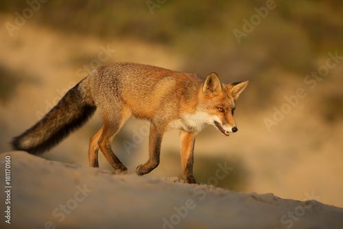 Close-up of a young red fox walking on sand in Autumn.