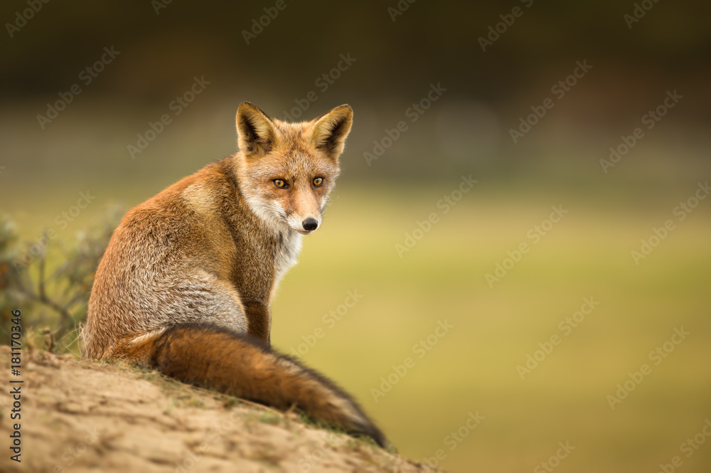 Close-up of a young red fox resting on sand in Autumn.