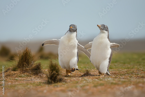 Two young gentoo penguins chasing each other, Falkland islands