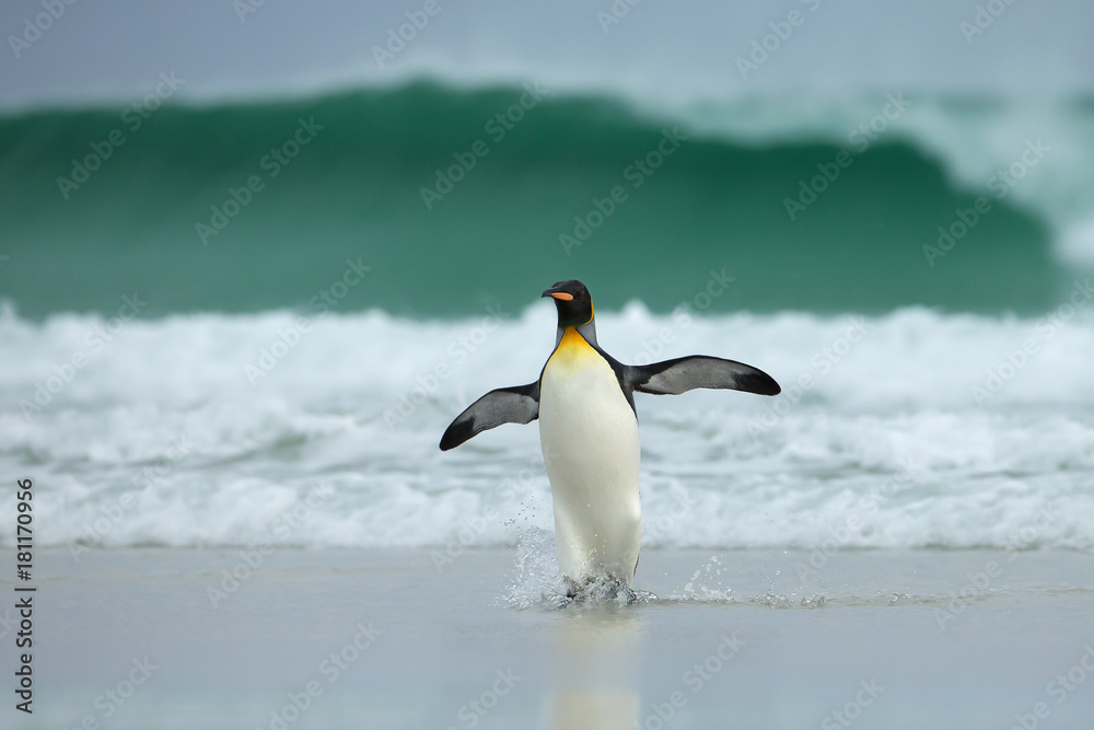Fototapeta premium King penguin returning from the sea to the sandy coast during windy conditions and huge waves