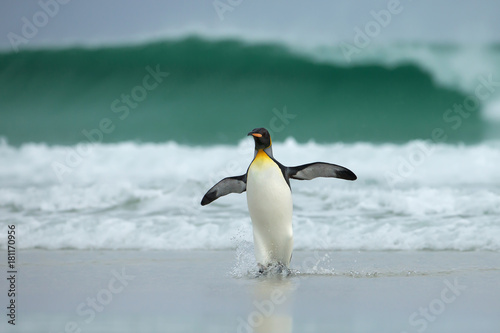 King penguin returning from the sea to the sandy coast during windy conditions and huge waves