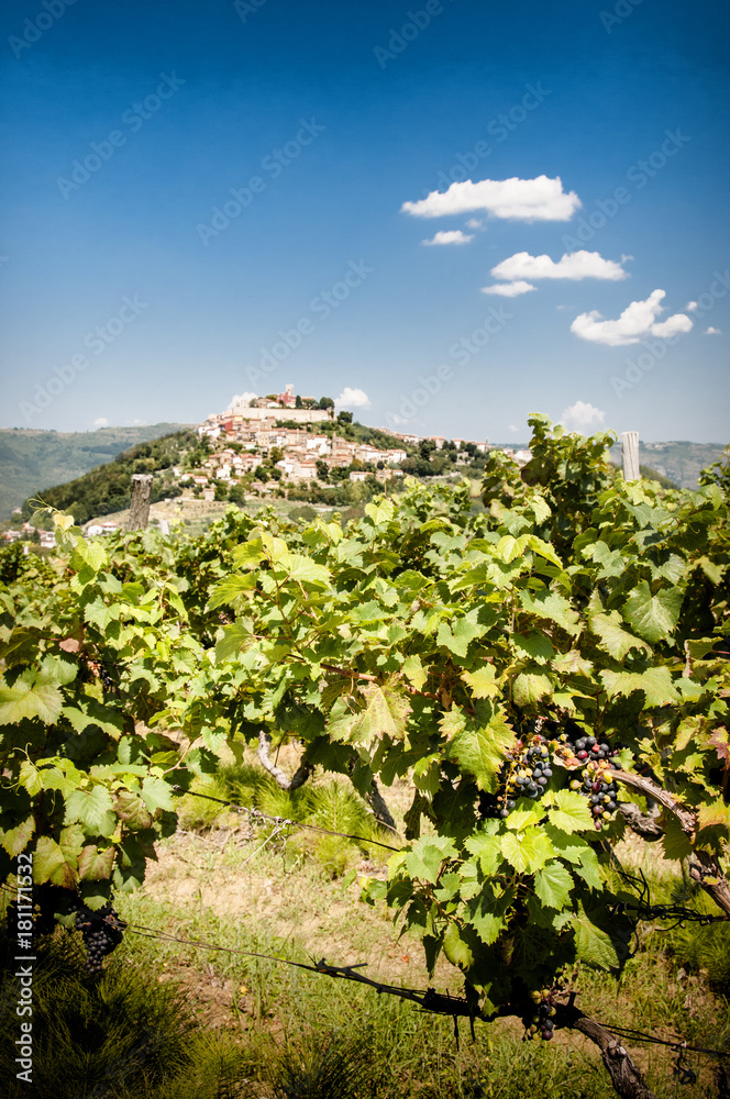 vines and grapes with background village