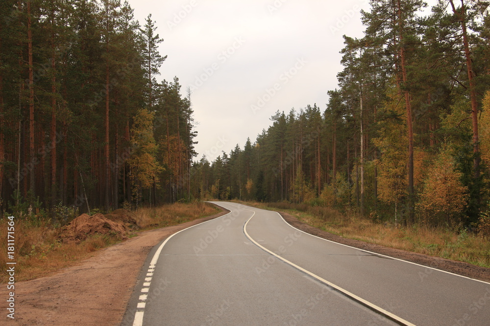 road in the forest