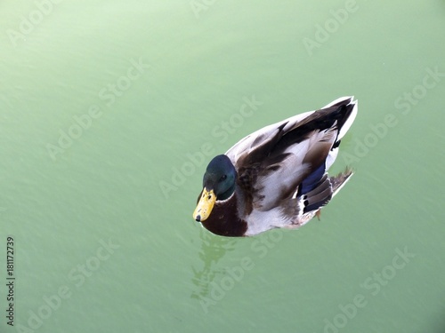 Canard