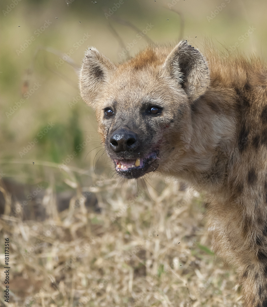 Hyena South Africa Hyena South Africa