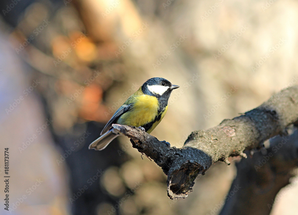Obraz premium the titmouse poses for the photo