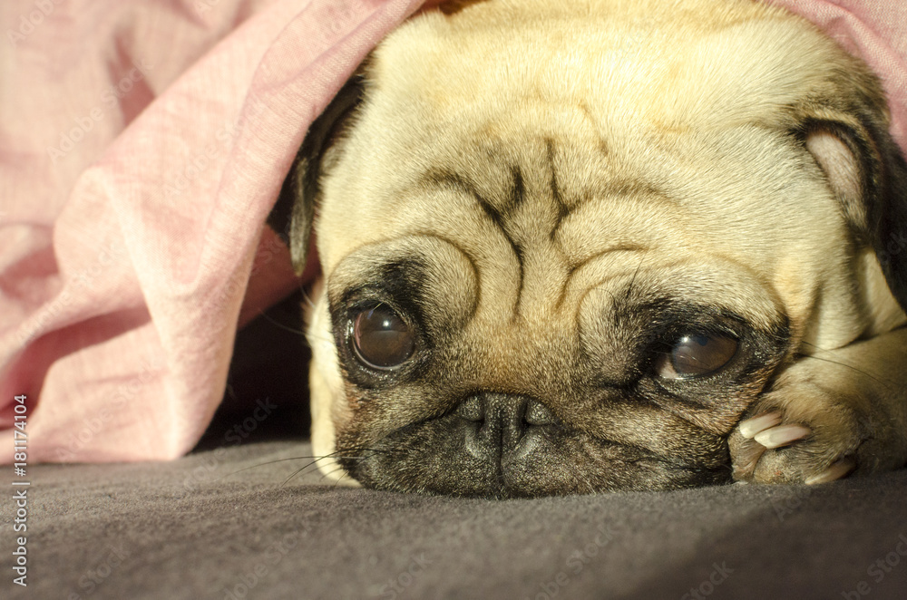 Obraz premium Cute pug is sleeping in the bed
