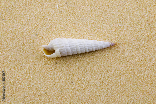 Macro of a  conical shaped seashell on a beach 