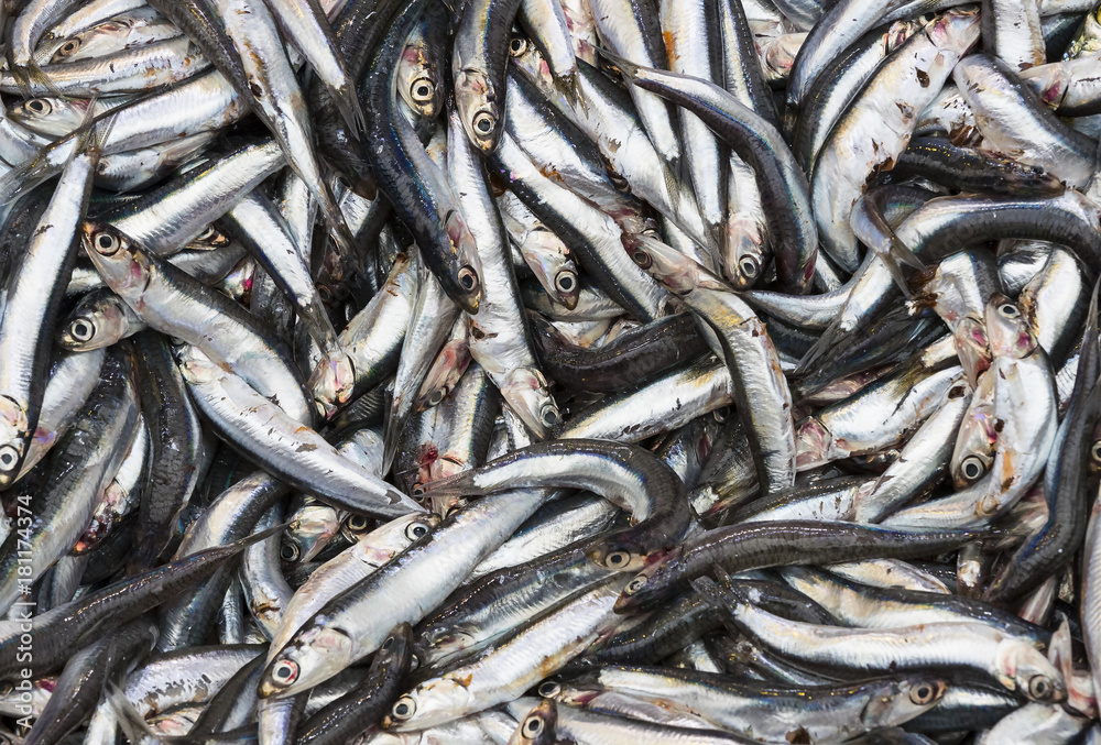 Background of fresh small sea fish shot close-up