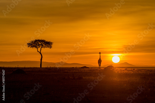 Obraz na płótnie Giraffe in Masai Mara w salonie