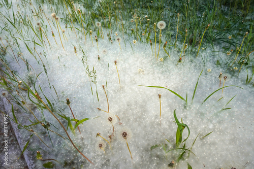 Pooh of poplar covered the ground, dandelions, plants and grass in summer like white snow. photo