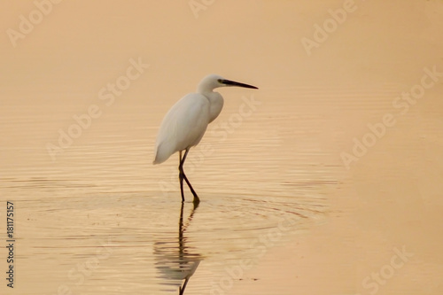 A white bird on top of the water