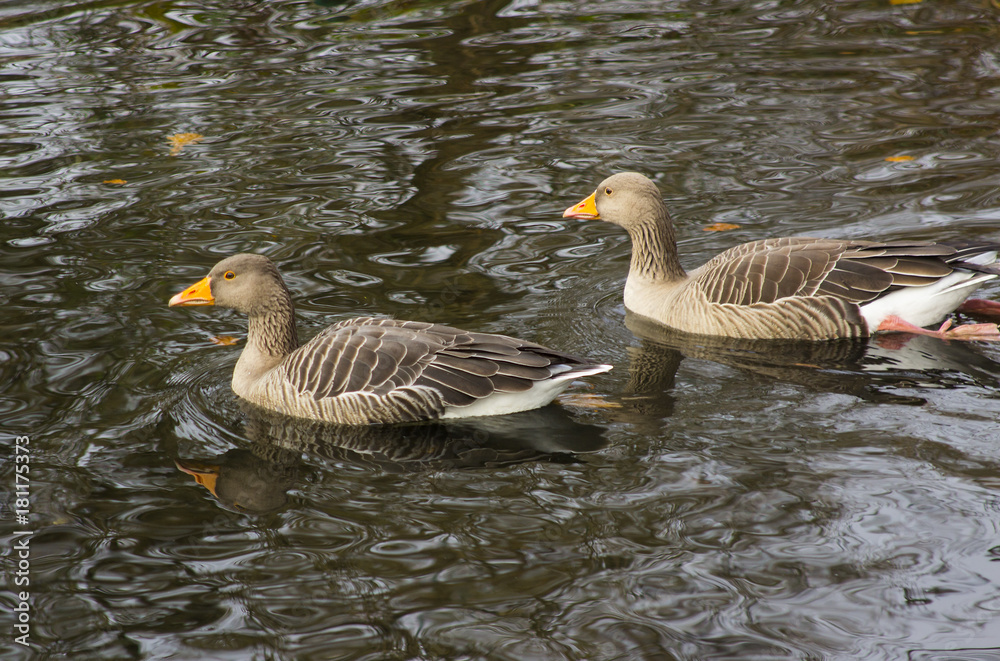A pair of ducks swimming in the pond and wildlife sanctuary in Ward park in Bangor County down in Northern Ireland