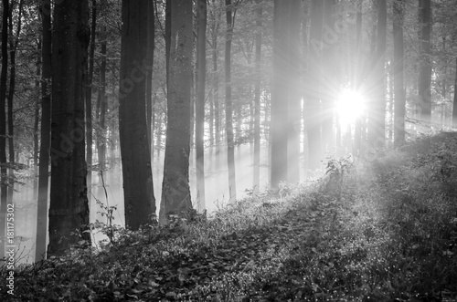 Sunrise in a beech forest in autumn  monochrome  Germany