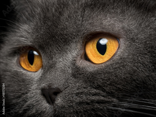 Photography Gray cat yellow eyes close up