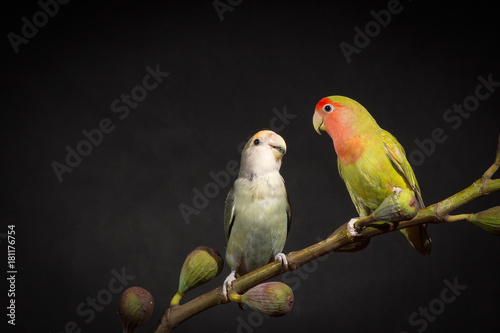 two lovebirds