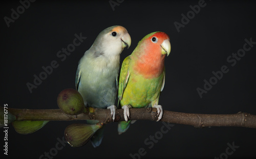 Two lovebirds on a fig branch photo