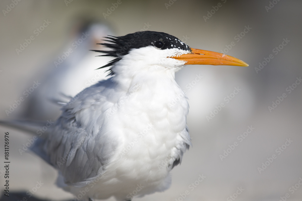 Fototapeta premium Portrait of shorebird royal tern Thalasseus on beach