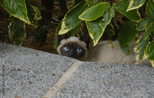 kot syjamski chowa się za roślinami