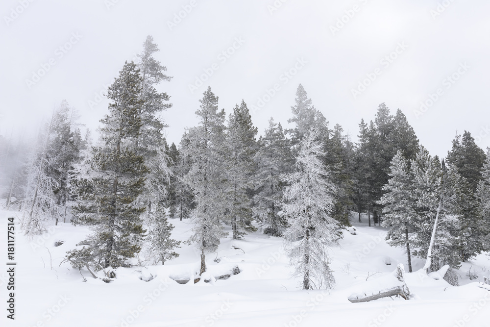 Naklejka premium Winter Landscape - Snow and Ice on Pine Trees
