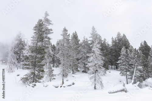 Winter Landscape - Snow and Ice on Pine Trees © junej