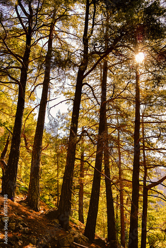 Sunlight penetrates the dense forest 