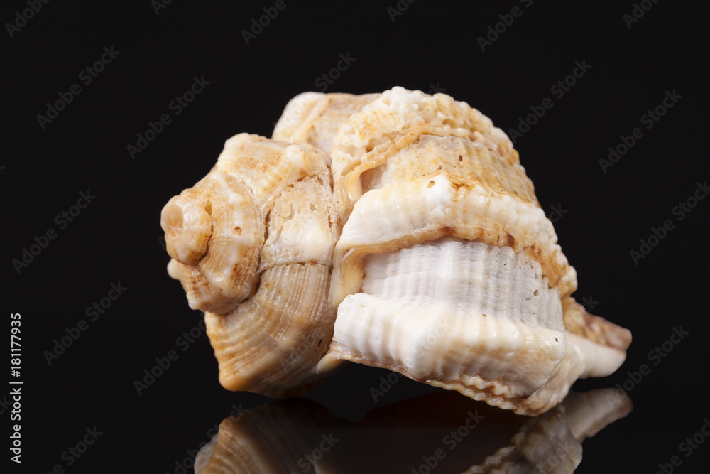 Sea shell of marine snail isolated on black background Sea shell of marine snail isolated on black background