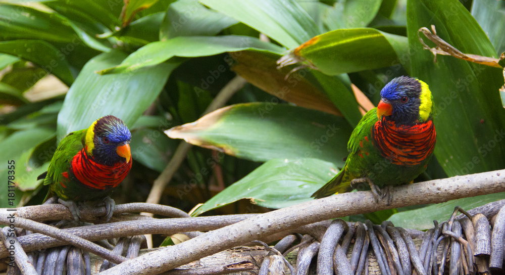 Fototapeta premium Rainbow Lorikeet Parrots