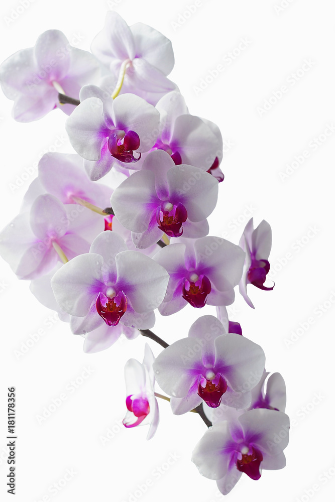 Beautiful rose spotted orchid. Beautiful rose spotted orchid.