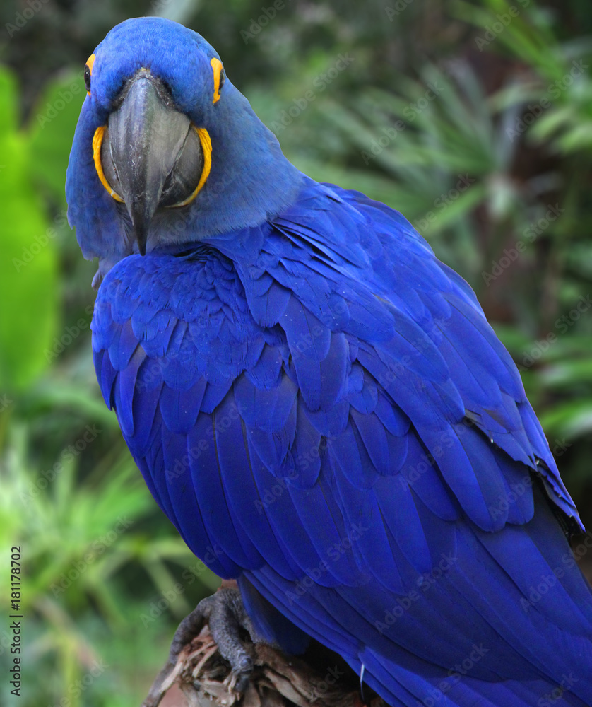 Obraz premium Bright Blue Hyacinth Macaw
